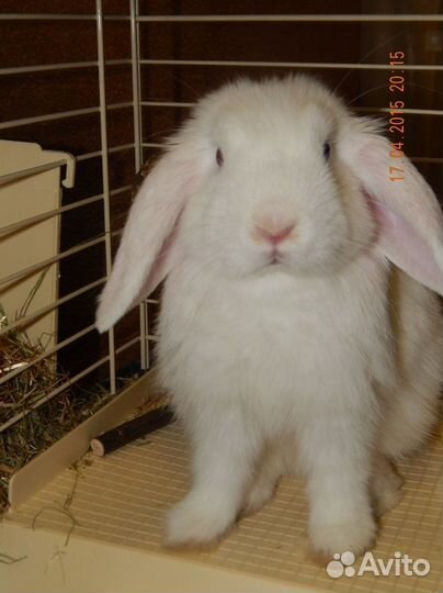 Передержка животных