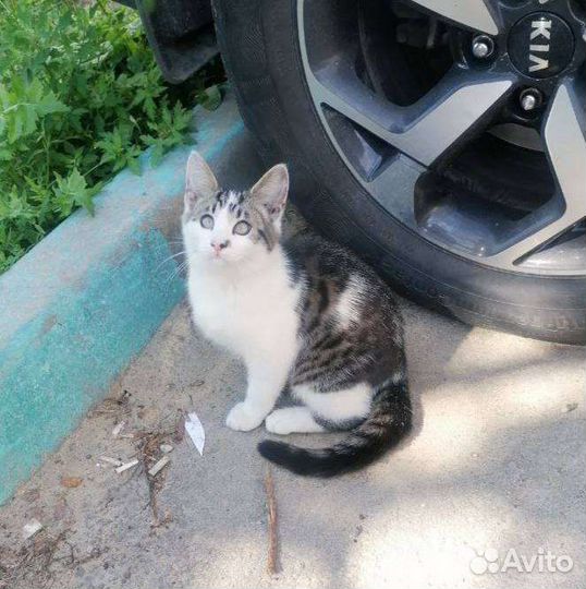 Котята