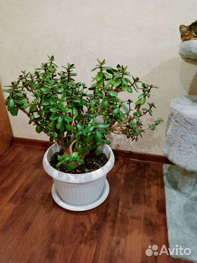 Крассула толстянка