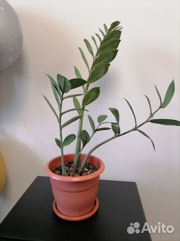 Замиокулькас