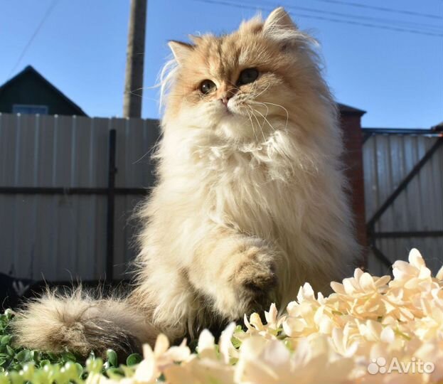 Длинношерстная девочка