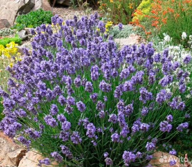 Лаванда узколистная