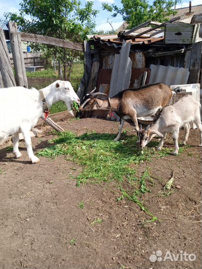 Продаются козы