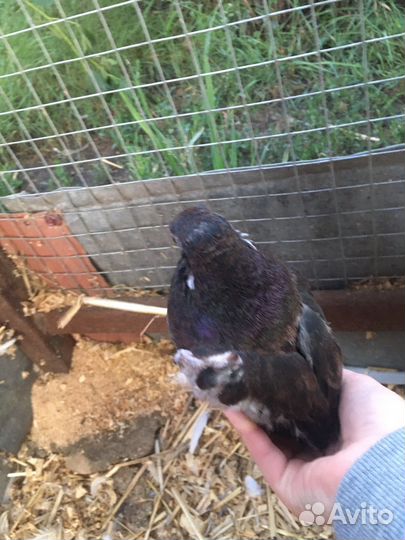 Голубь домашние