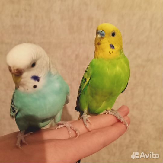 Волнистые попугаи