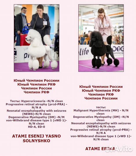 Щенки большого пуделя белого и черного окраса