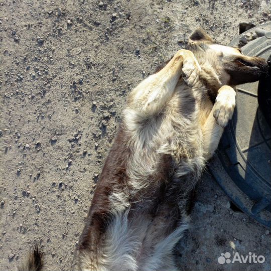 Собака в добрые руки