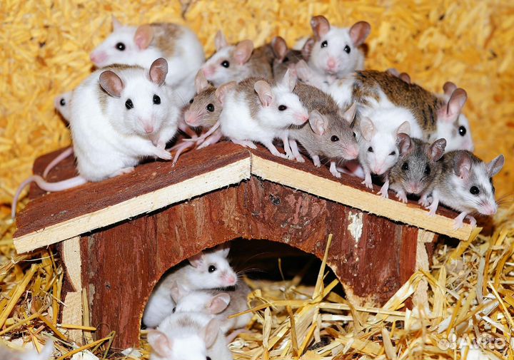 Ратолог Специалист по грызунам