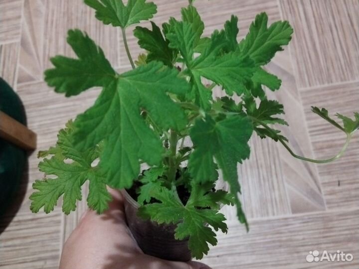 Пеларгония герань душистая