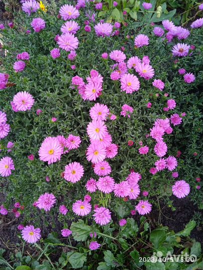 Октябринки астра