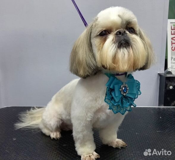 Стрижка собак и кошек. Груминг