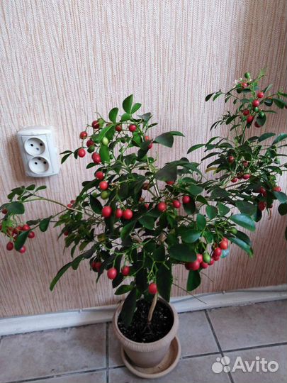 Муррайя метельчатая