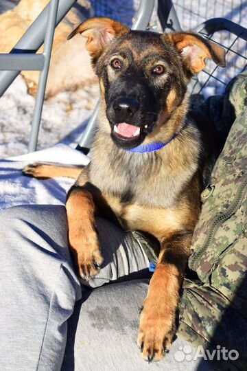 Чудо-щенок Оскар 5,5 мес