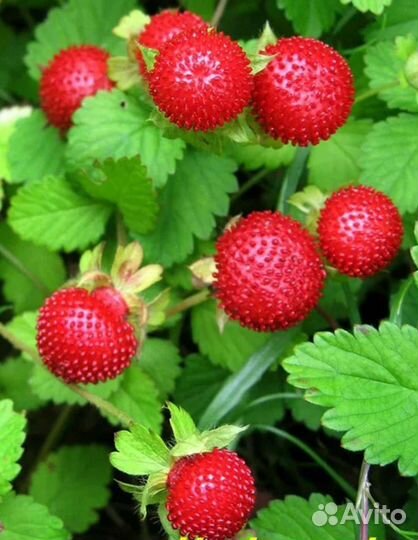 Ампельные декоративные растения