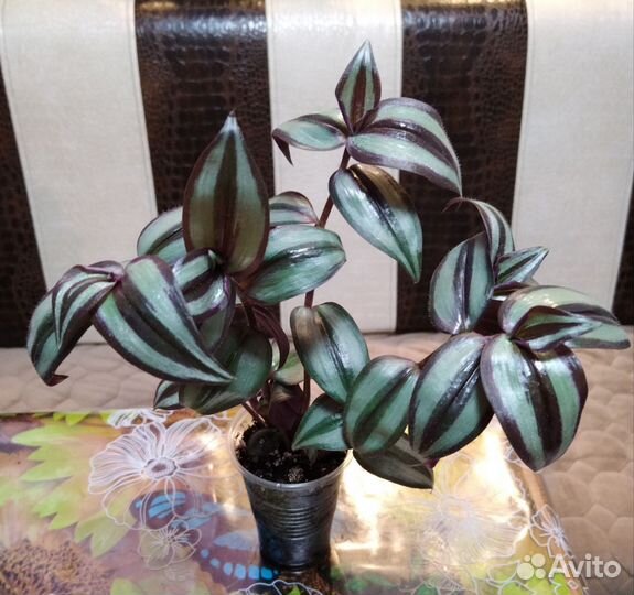 Традесканция зебрина и хлорофитум