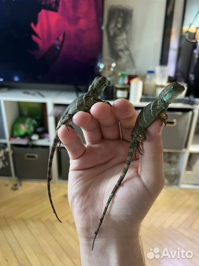 Водяная агама малыши