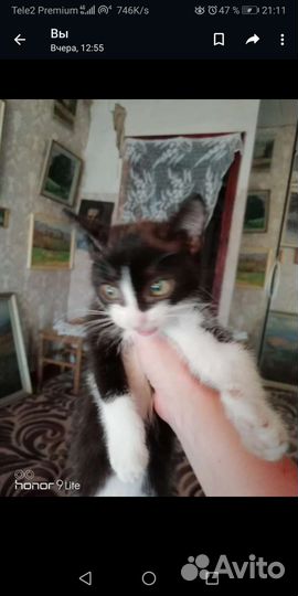 Европейская кошка