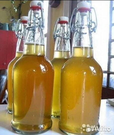 Винный гриб