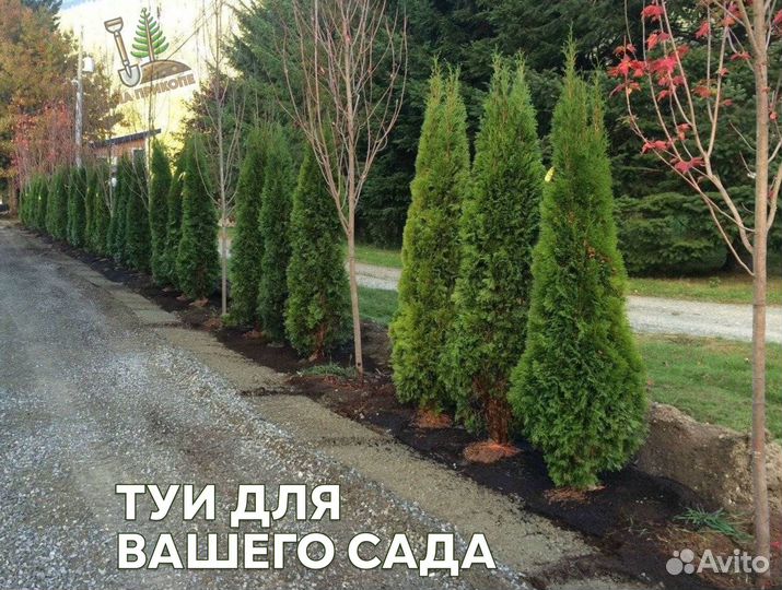 Туя смарагд 200 см