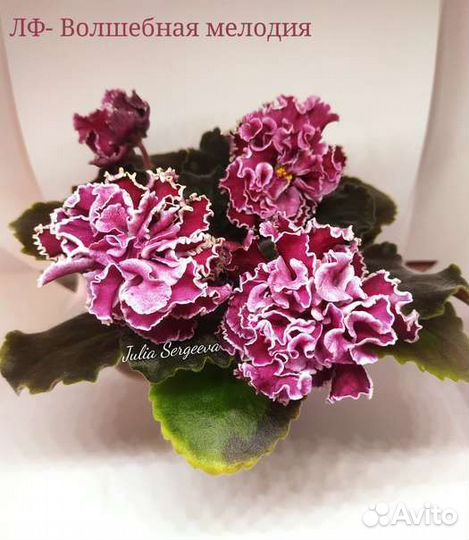 Фиалка сортовая стандарт