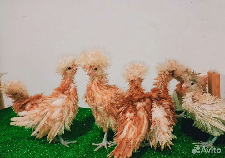 Инкубационное яйцо породной птицы