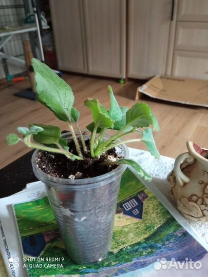 Альсобия, эписции- усы