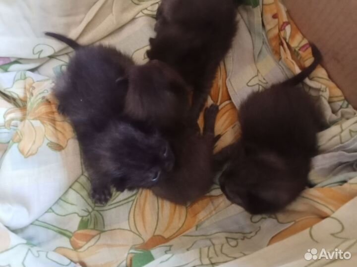 Отдам котят в добрые руки