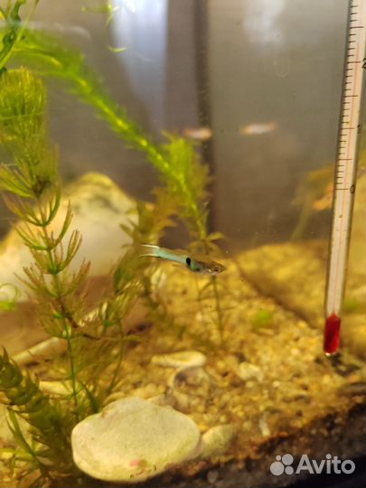 Рыбы гуппи. Голубой цвет