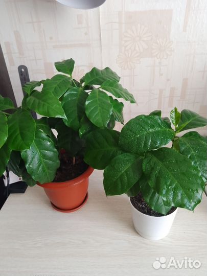 Кофе растение