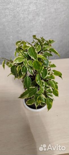 Фикус бенджамина пестролистный