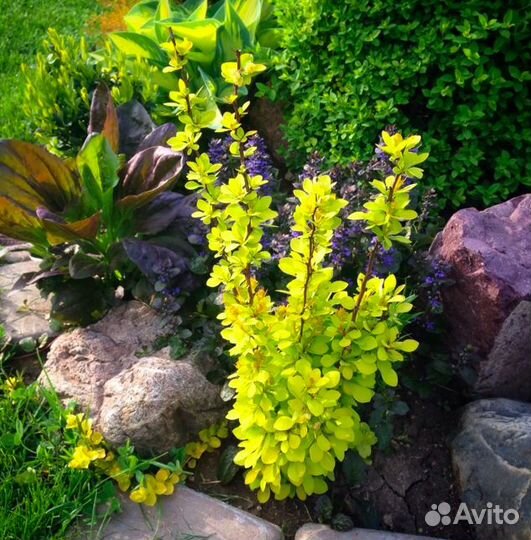 Можжевельник, барбарисы, гортензия