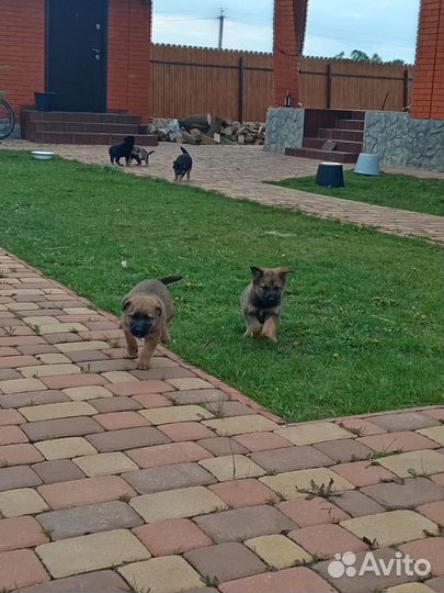 Щенки метисы овчарки