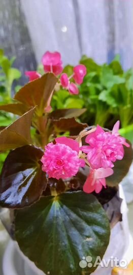 Бегонии вечноцветущие