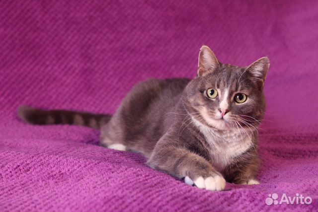 Ласковый котик метис британца объявление продам