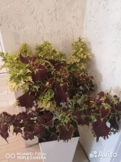 Колеусы вегетативные черенки, срезы, укорененный