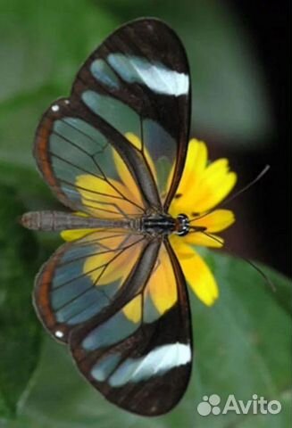 Живые тропические бабочки Тропический Рассвет