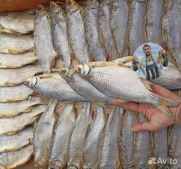 Икряная Гигантская Тарань