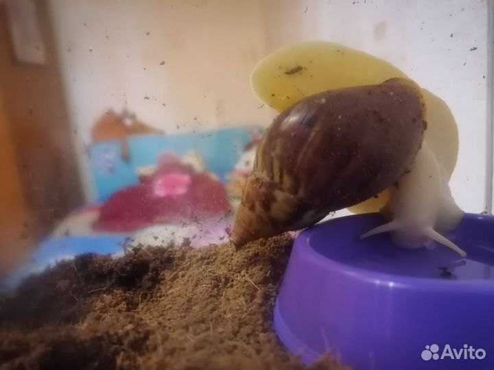 Улитки ахатины