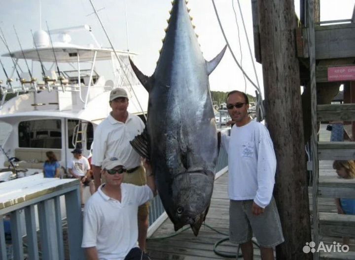 Тунец голубой Bluefin