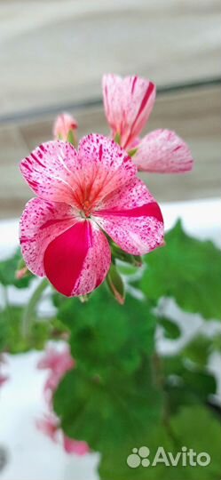 Пеларгония герань
