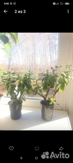 Денежное дерево толстянка