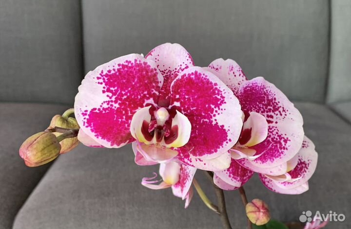 Орхидея фаленопсис