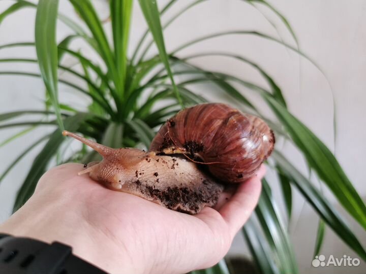 Улитки ахатины с аквариумом