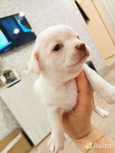 Щенки чихуахуа 3 мальчика