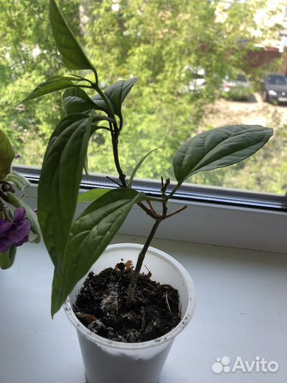 Клеродендрум