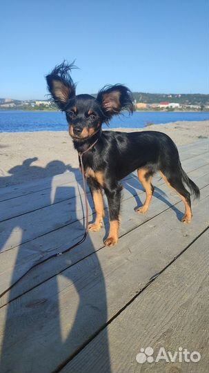 Русский той