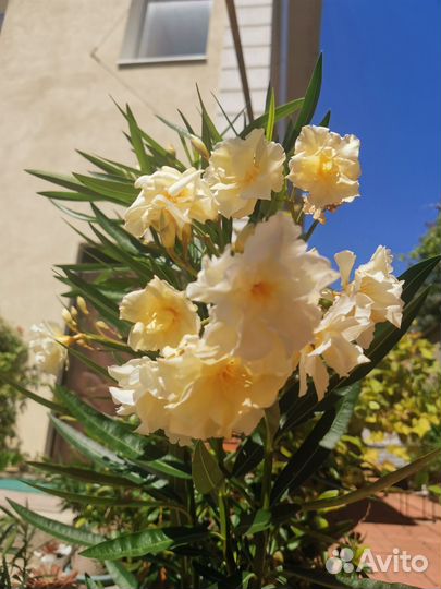 Олеандр белый махровый