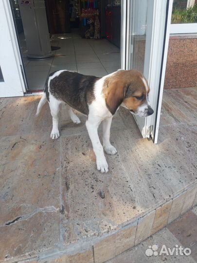 Бигль помесь