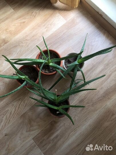 Алоэ вера растение