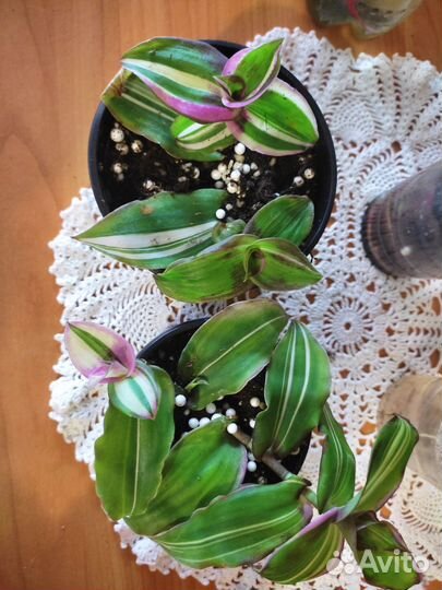 Традесканция, бегония, фиалка